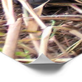 Poster Portrait de tortue (Coin)