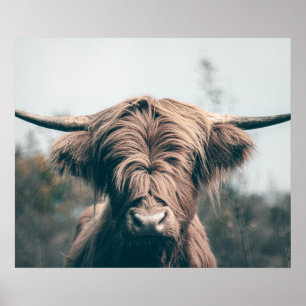 Poster Portrait de vache Highland
