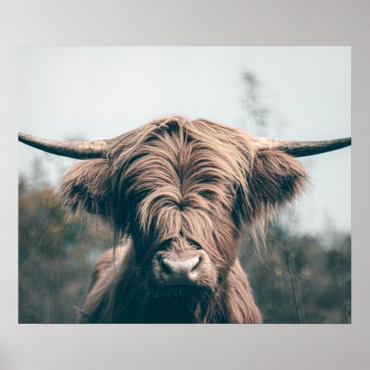 Poster Portrait de vache Highland (Devant)