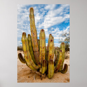 Poster Portrait de vieux cactus, Mexique