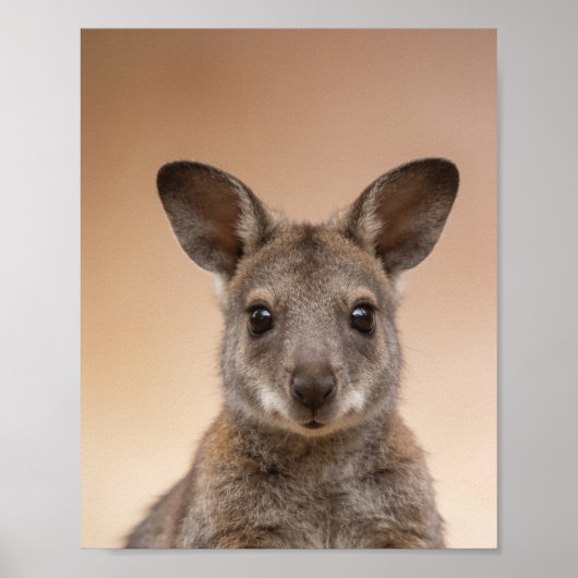 Poster Portrait de Wallaby Bébé – Mur d'animaux de nurser (Devant)