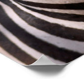 Poster Portrait de zèbre (Coin)