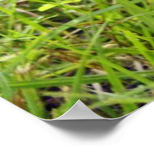 Poster Portrait d'écureuil (Coin)