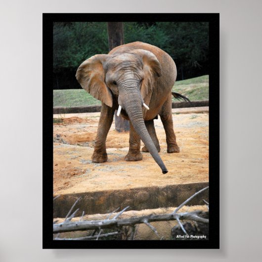 Poster Portrait d'éléphant d'Afrique (Devant)