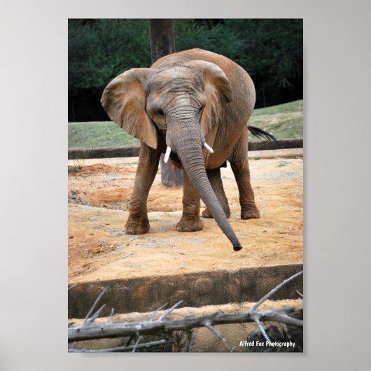 Poster Portrait d'éléphant d'Afrique (Devant)