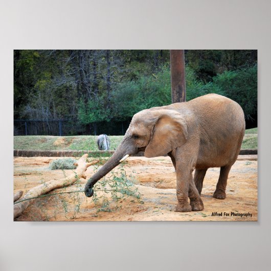 Poster Portrait d'éléphant d'Afrique dans un parc (Devant)