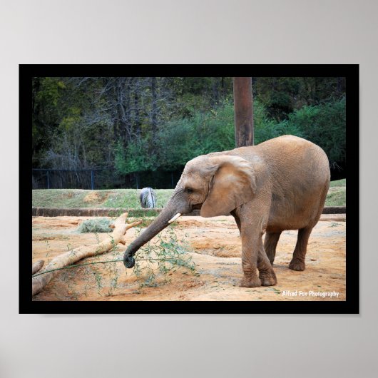 Poster Portrait d'éléphant d'Afrique dans un parc (Devant)