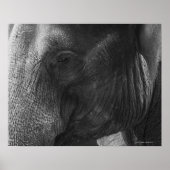 Poster Portrait d'éléphant noir et blanc (Devant)
