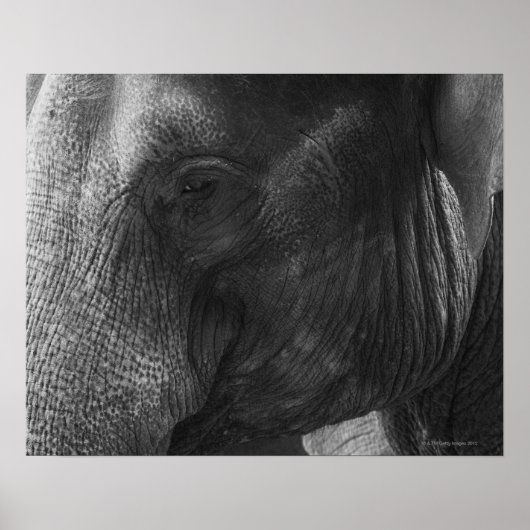 Poster Portrait d'éléphant noir et blanc (Devant)