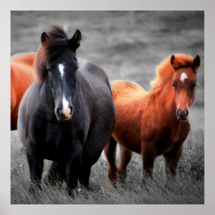 Poster Portrait des chevaux : Photographie couleur sélect