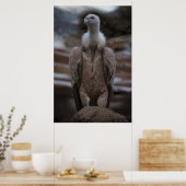Poster Portrait détaillé du vautour griffon (Cuisine)