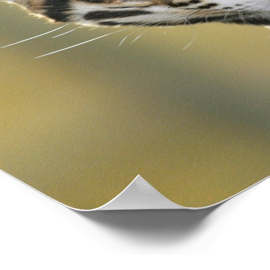 Poster Portrait d'Ocelot (Coin)