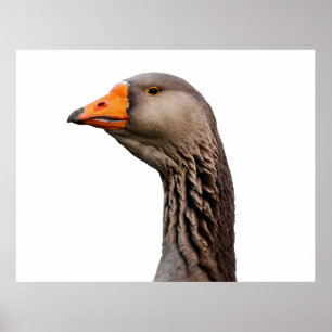 Poster Portrait d'oie