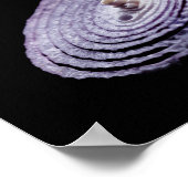 Poster Portrait d'oignon rouge (Coin)