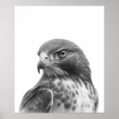 Poster Portrait d'oiseau Buse à queue rouge Noir blanc (Devant)