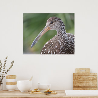 Poster Portrait d'oiseau de Floride près de Limpkin
