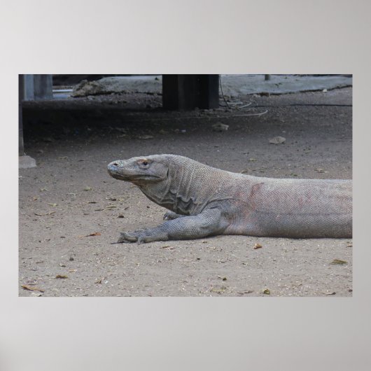 Poster Portrait Dragon (Devant)