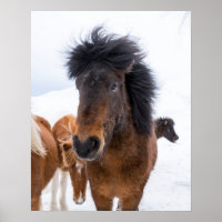 Portrait drôle de cheval islandais