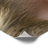 Poster Portrait drôle de singe (Coin)