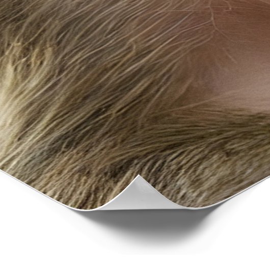 Poster Portrait drôle de singe (Coin)