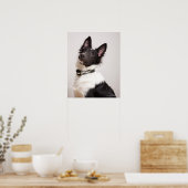 Poster Portrait du chien blanc et noir des schistes (Cuisine)