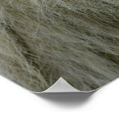 Poster Portrait du lion blanc (Coin)