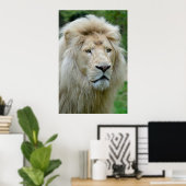 Poster Portrait du lion blanc (Bureau à domicile)