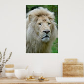 Poster Portrait du lion blanc (Cuisine)