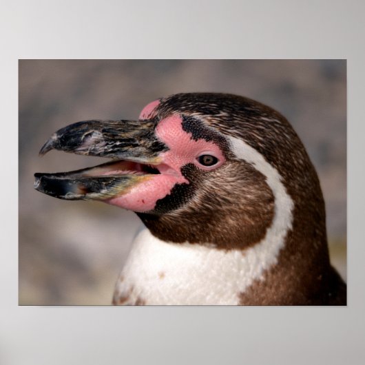 Poster Portrait du manchot de Humboldt (Devant)