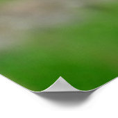 Poster Portrait du pélican blanc (Coin)