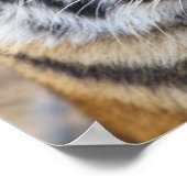 Poster Portrait du Tigre royal du Bengale, Ranthambhor (Coin)