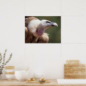 Poster Portrait du vautour griffon (Cuisine)
