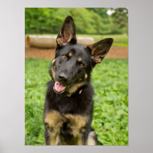 Poster Portrait d'un berger allemand (Devant)