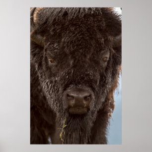 Poster Portrait d'un bison mâle sous la pluie