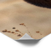 Poster Portrait d'un bull (Coin)