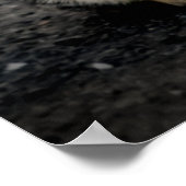 Poster Portrait d'un chat (Coin)