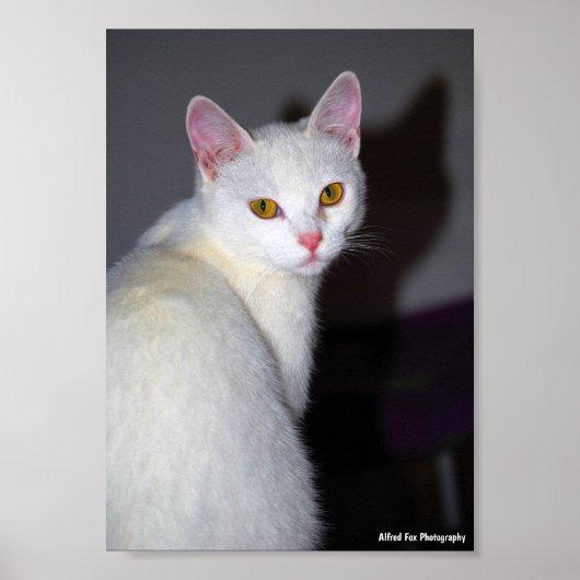 Poster Portrait d'un chat blanc (Devant)