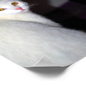 Poster Portrait d'un chat blanc (Coin)