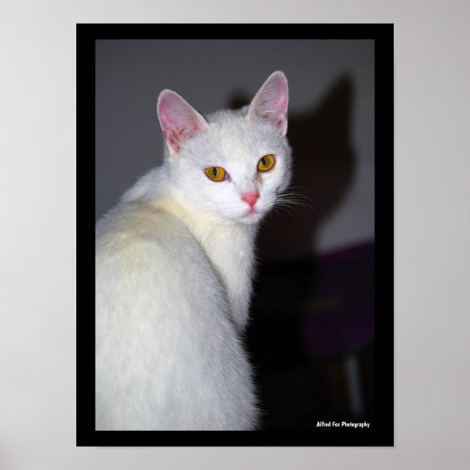 Poster Portrait d'un chat blanc (Devant)