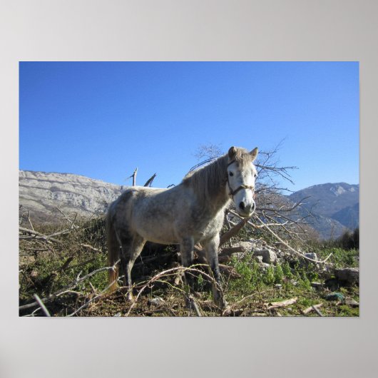 Poster Portrait d'un cheval (Devant)