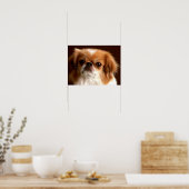 Poster Portrait d'un chien Spaniel (Cuisine)
