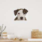 Poster Portrait d'un chiot pitbull (Cuisine)