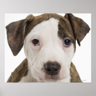 Poster Portrait d'un chiot pitbull