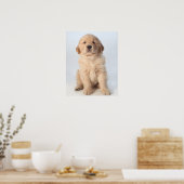 Poster Portrait d'un chiot récupérateur d'or de six semai (Cuisine)
