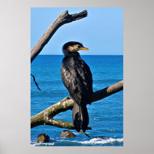 Poster Portrait d'un Cormorant