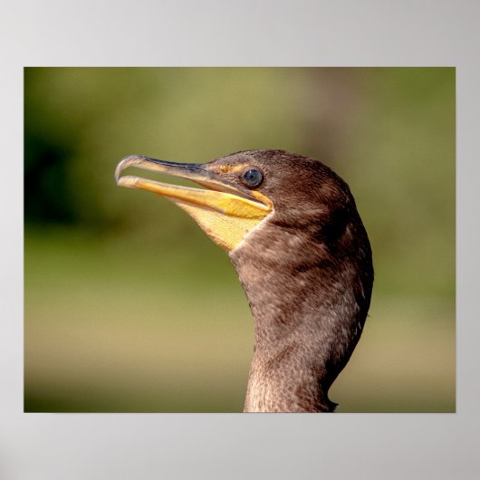 Poster Portrait d'un Cormorant (Devant)