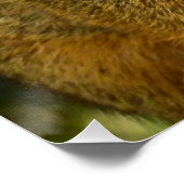 Poster Portrait d'un écureuil Nature Animal Photographie (Coin)