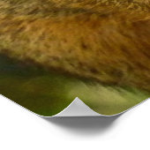 Poster Portrait d'un écureuil Nature Animal Photographie (Coin)