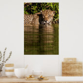 Poster Portrait d'un jaguar nageant (Cuisine)