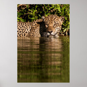 Poster Portrait d'un jaguar nageant